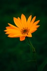 yellow flower in tilt shift lens
