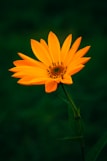 yellow flower in tilt shift lens