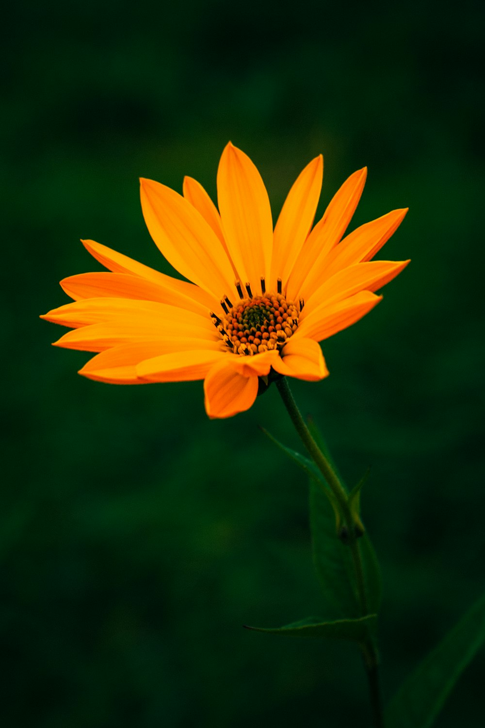 Hoa cam: Tựa như nụ cười rạng rỡ của một người phụ nữ, hoa cam cũng mang đến sự tươi vui và sức sống cho đời sống của chúng ta. Hãy cùng chiêm ngưỡng tuyệt tác thiên nhiên này, với màu cam rực rỡ, hoa cam sẽ khiến bạn cảm thấy sảng khoái và yêu đời hơn.
