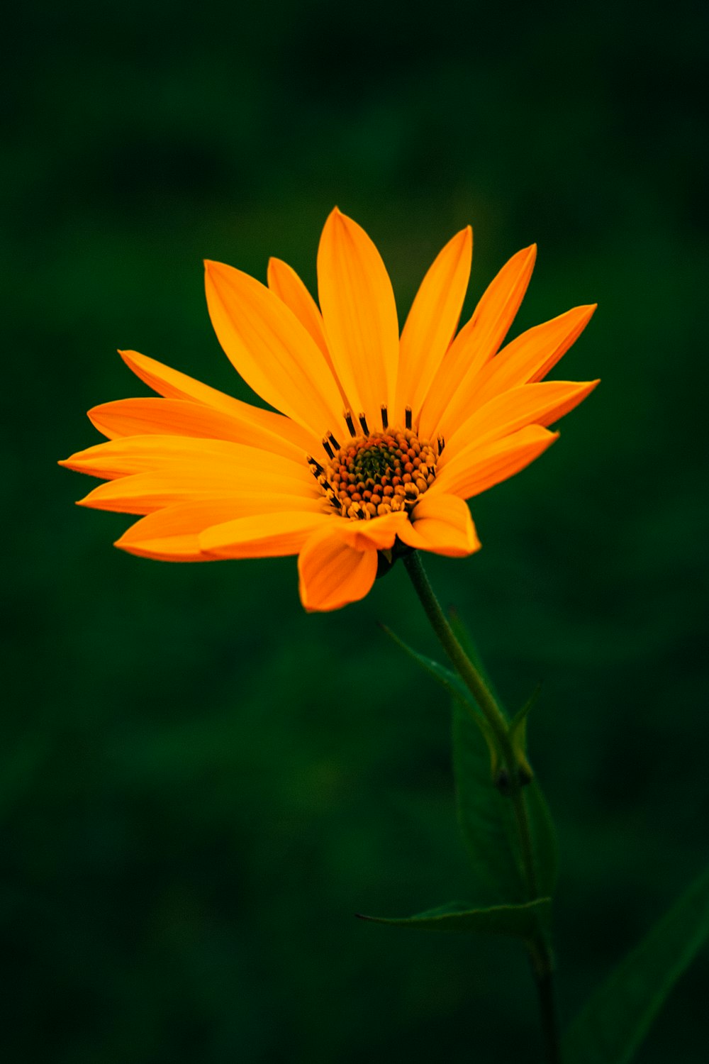 yellow flower in tilt shift lens