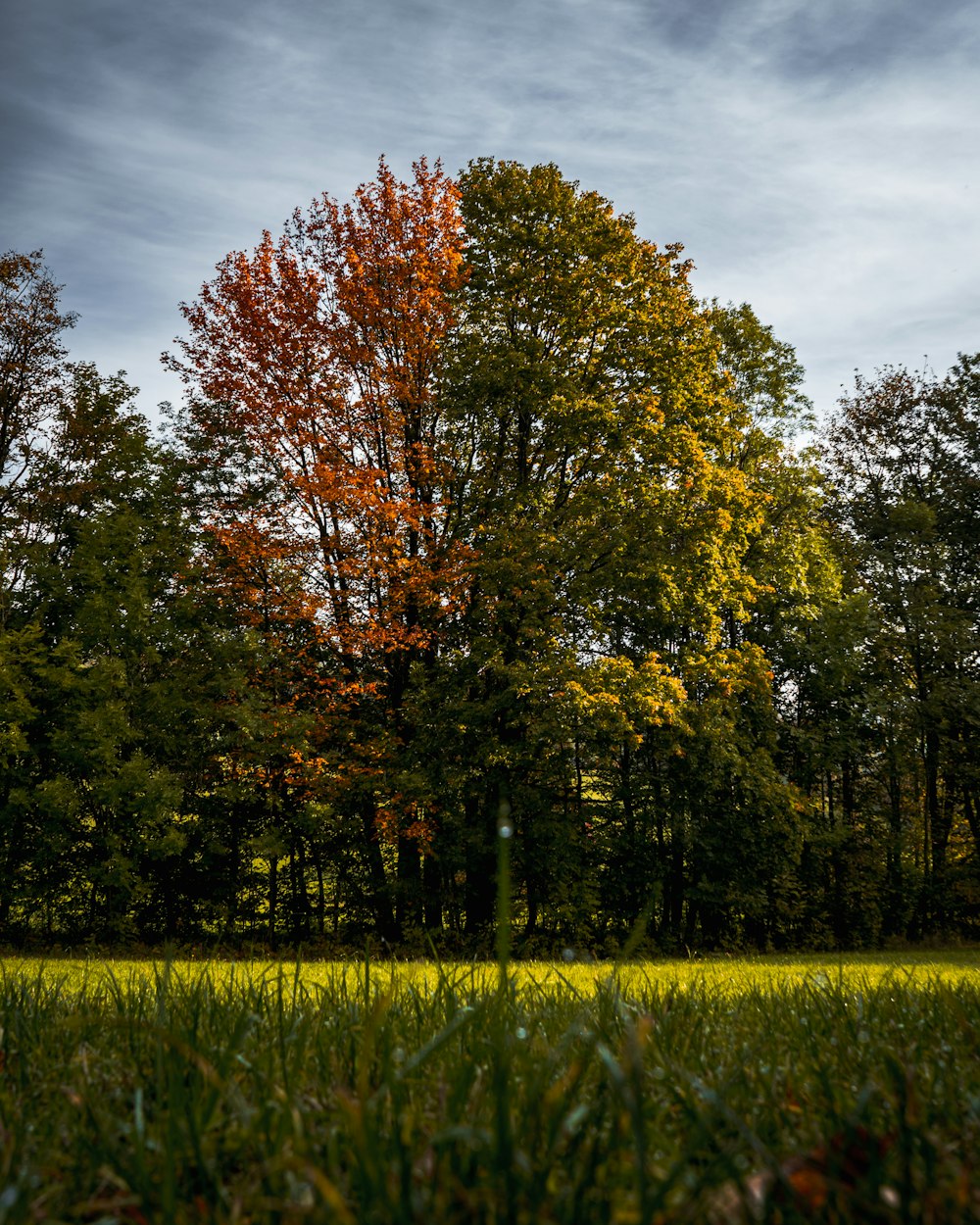 red and green trees under blue sky during daytime