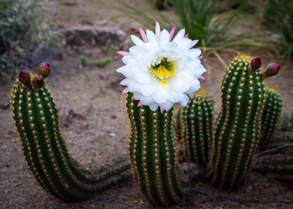 white flower on green cactus