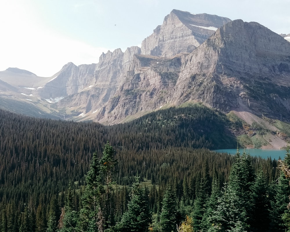 green pine trees near mountain during daytime