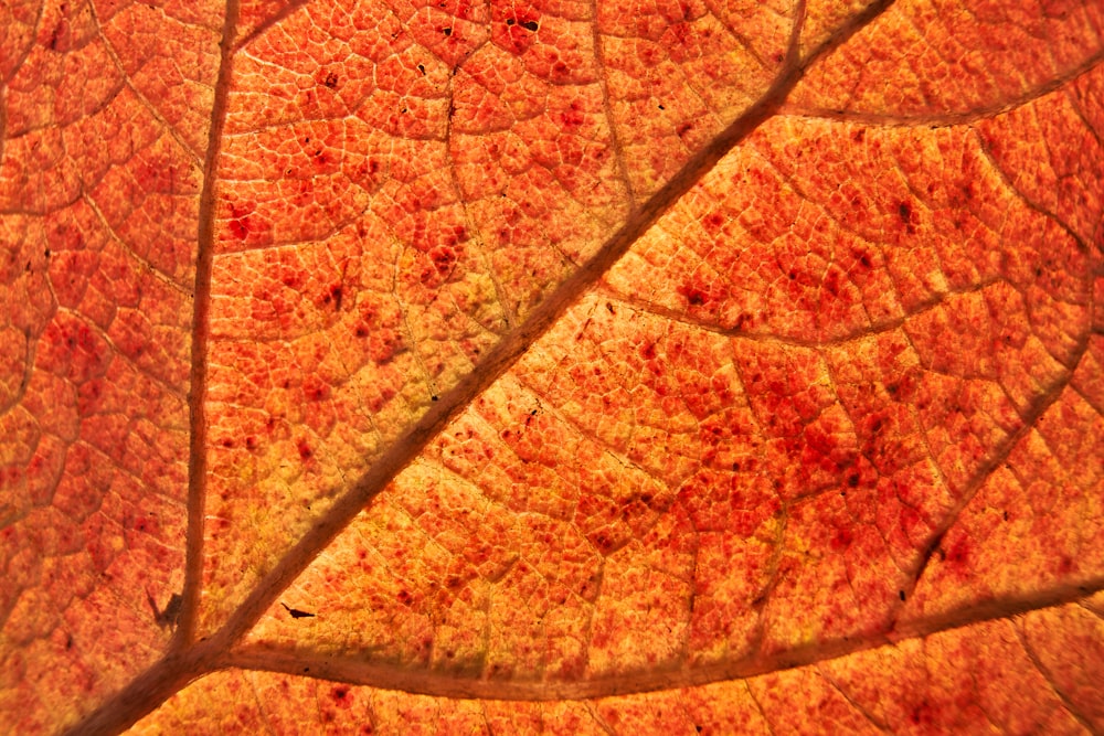 brown leaf in close up photography