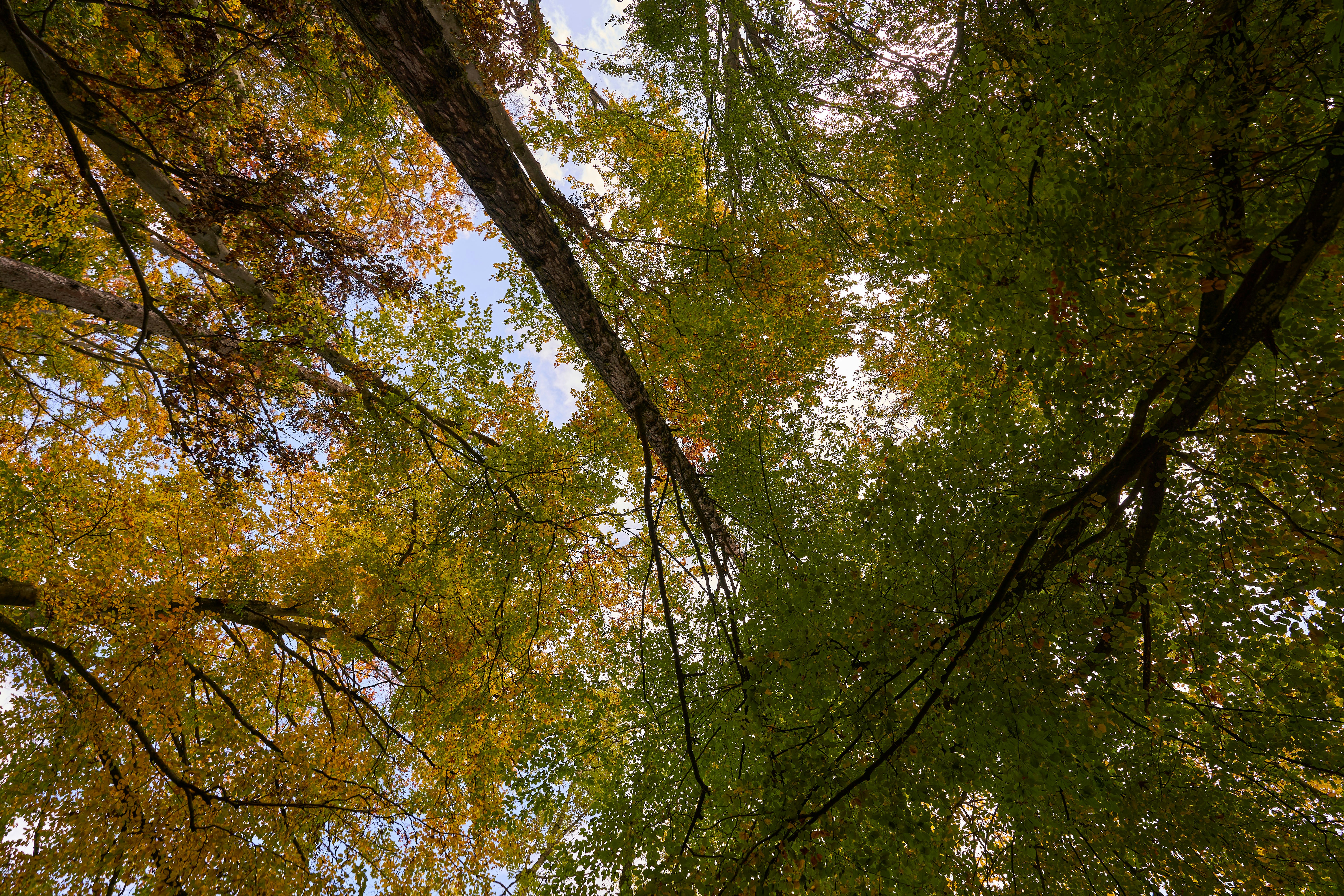 Photo by wolfgang_hasselmann