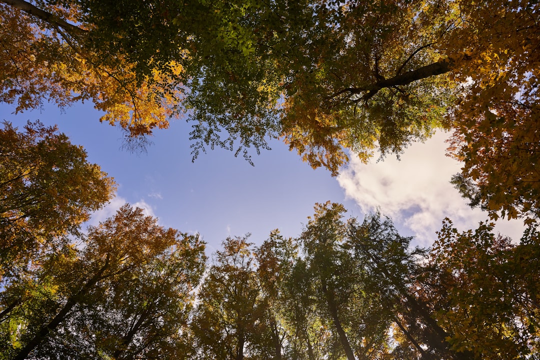 green and yellow leaf trees under blue sky during daytime