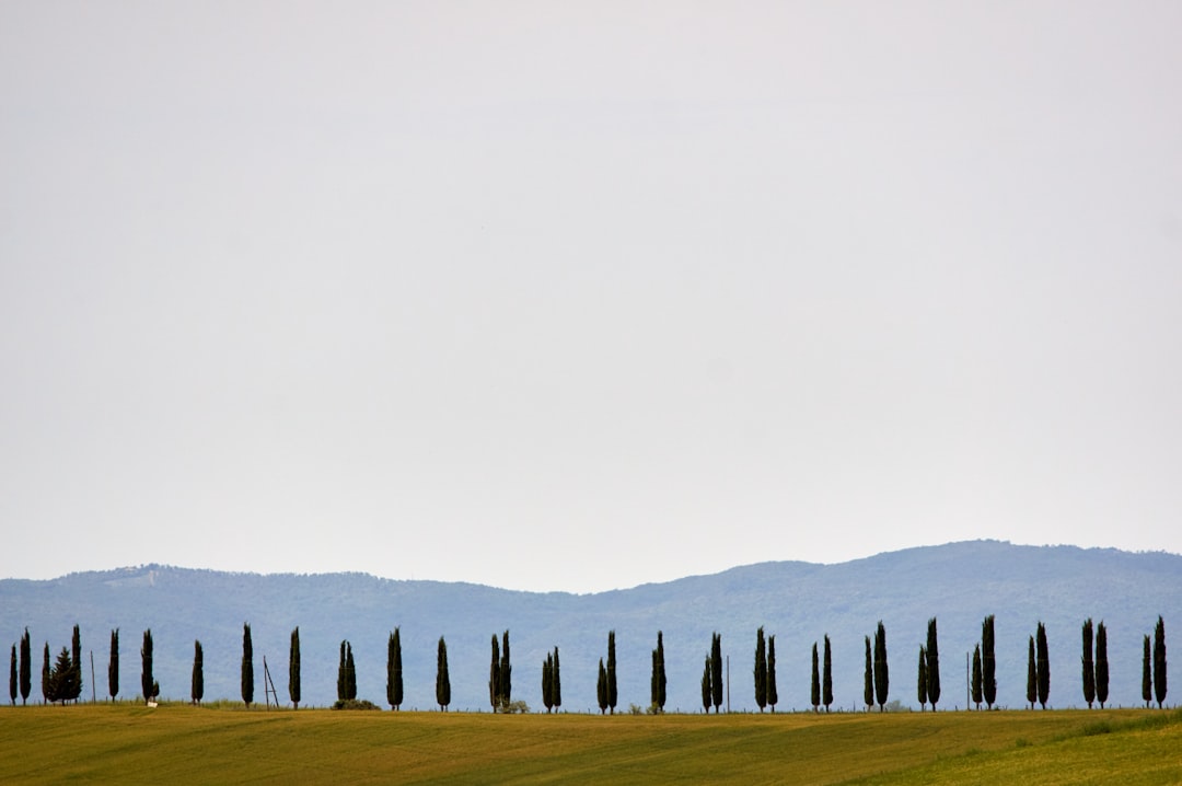 green grass field under white sky during daytime