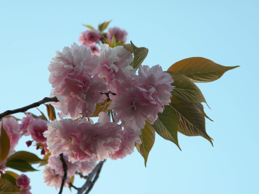 pink flower with green leaves