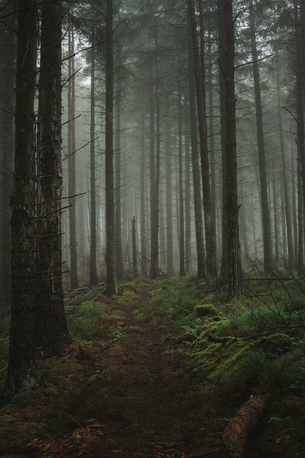 green trees on forest during daytime