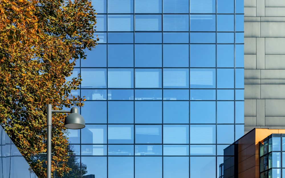 Grüner Baum neben Glasgebäude