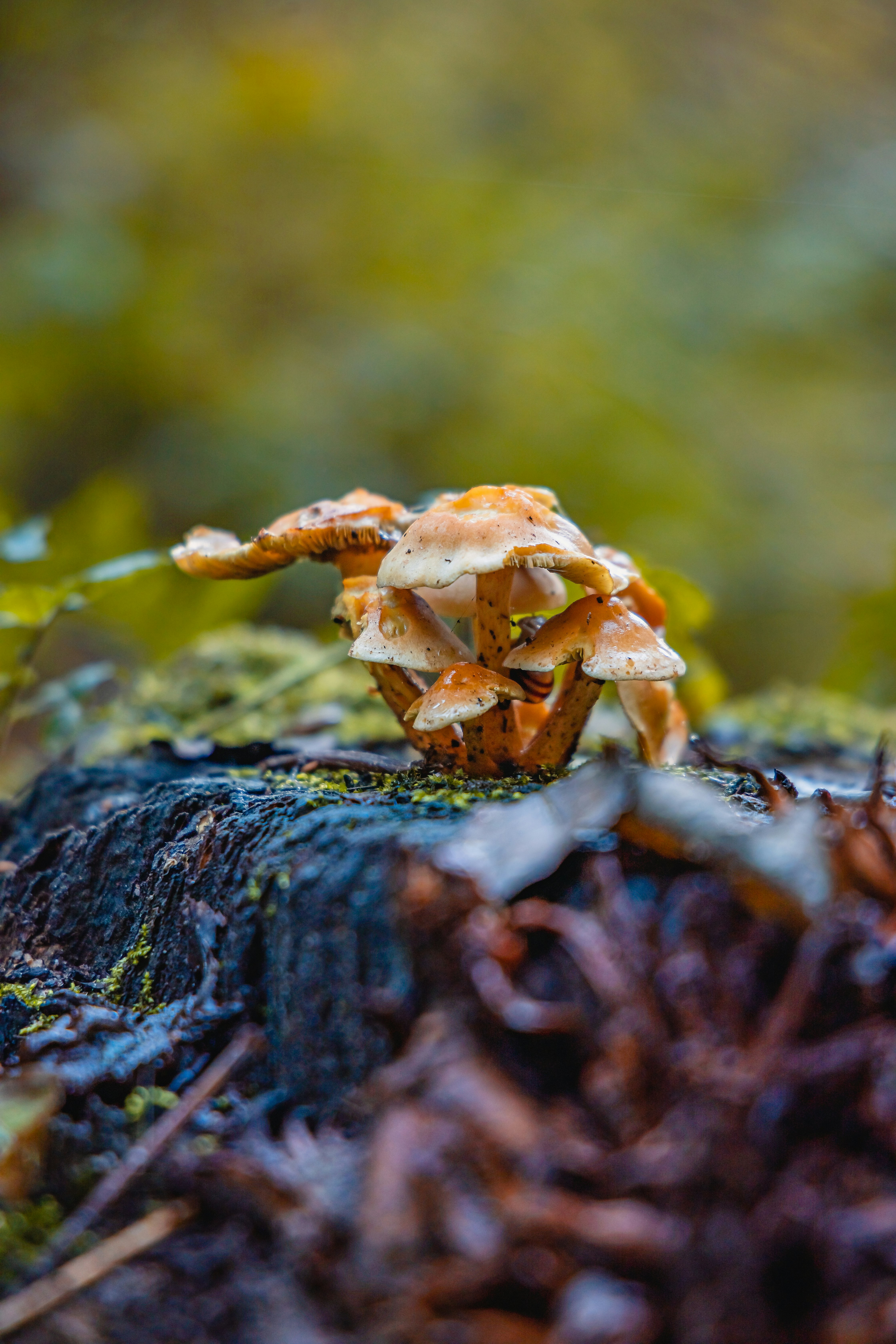 brown mushroom on brown tree trunk