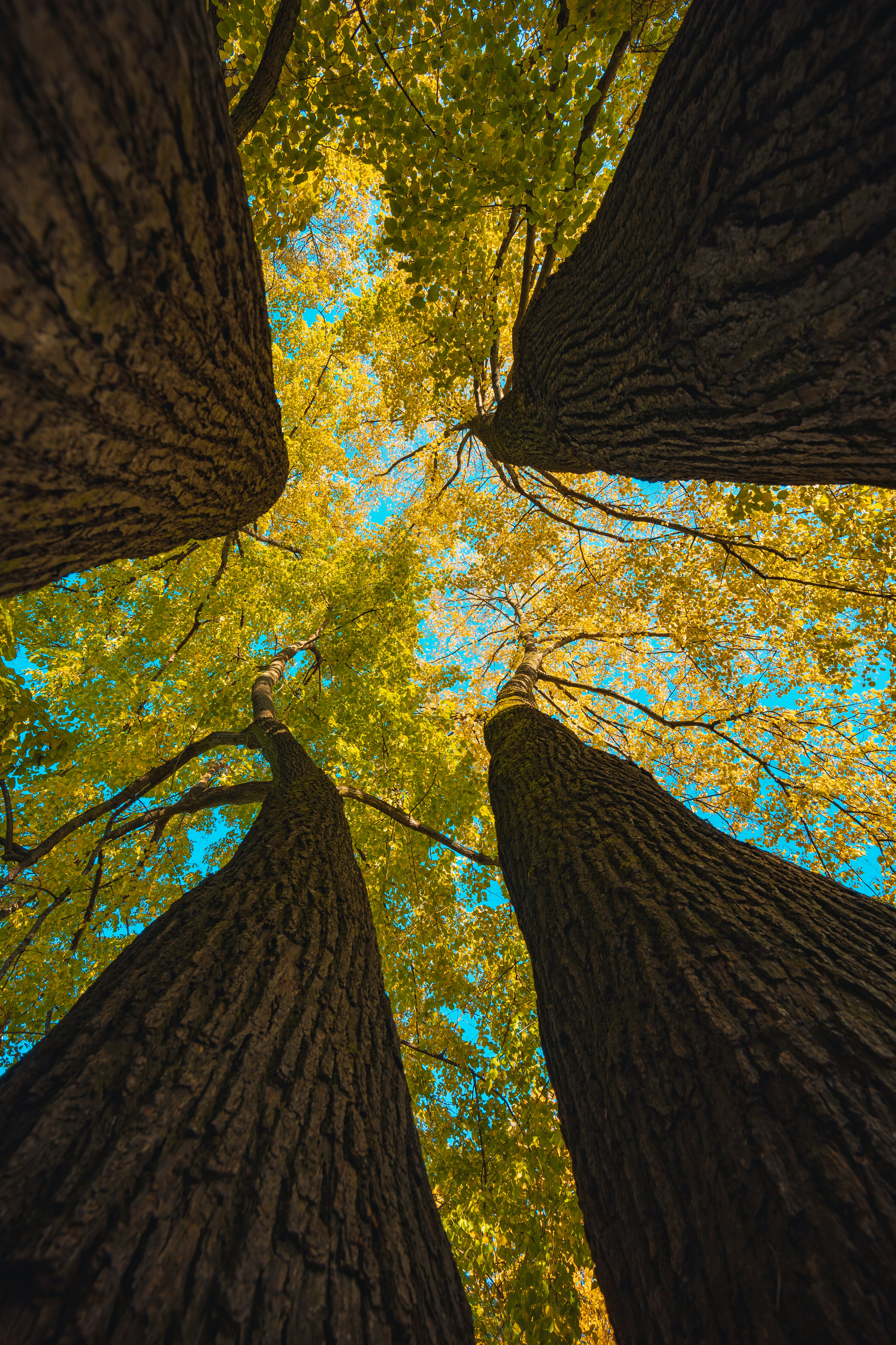Image looking up at the trunk of trees and their leaves