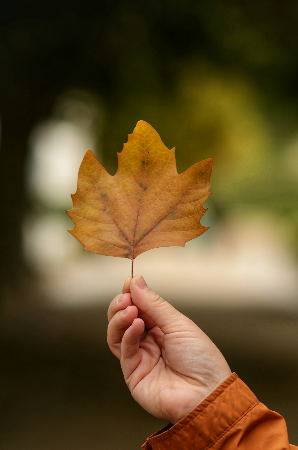 person holding brown maple leaf