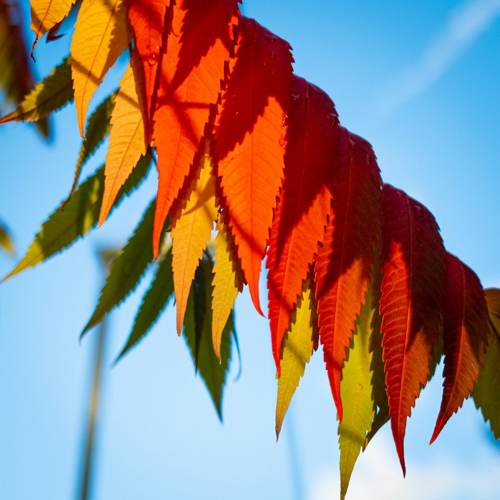 rote und gelbe Blätter tagsüber unter blauem Himmel