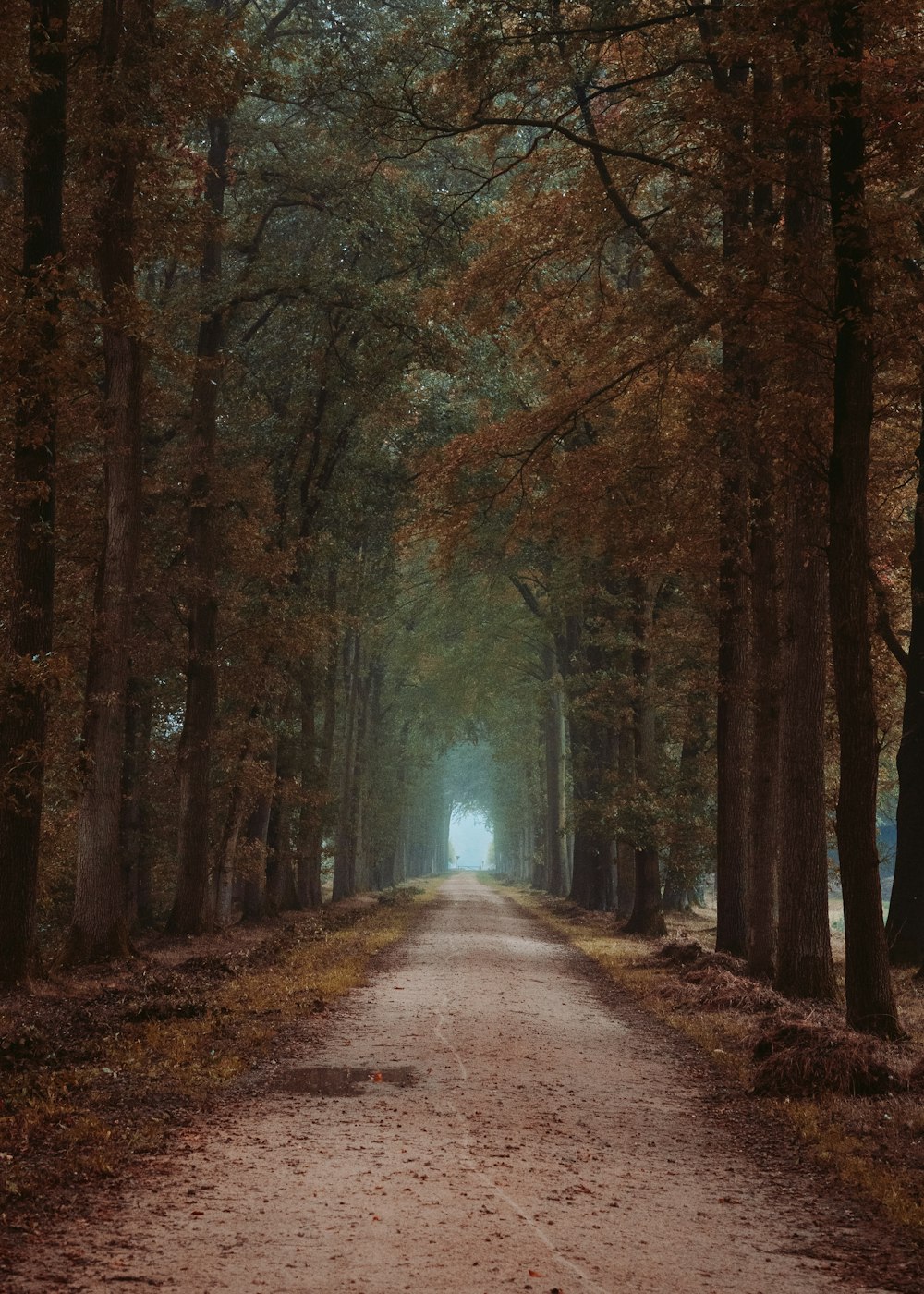 gray concrete road between trees during daytime