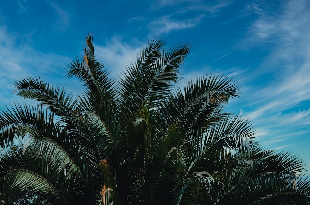 green palm tree under blue sky during daytime