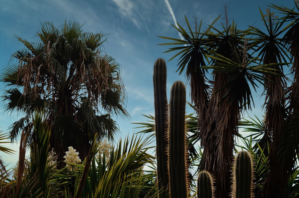 green palm trees under blue sky during daytime