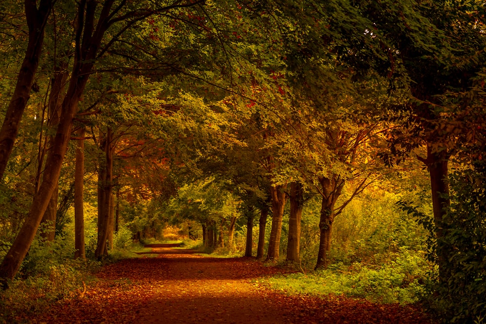 alberi marroni e verdi durante il giorno