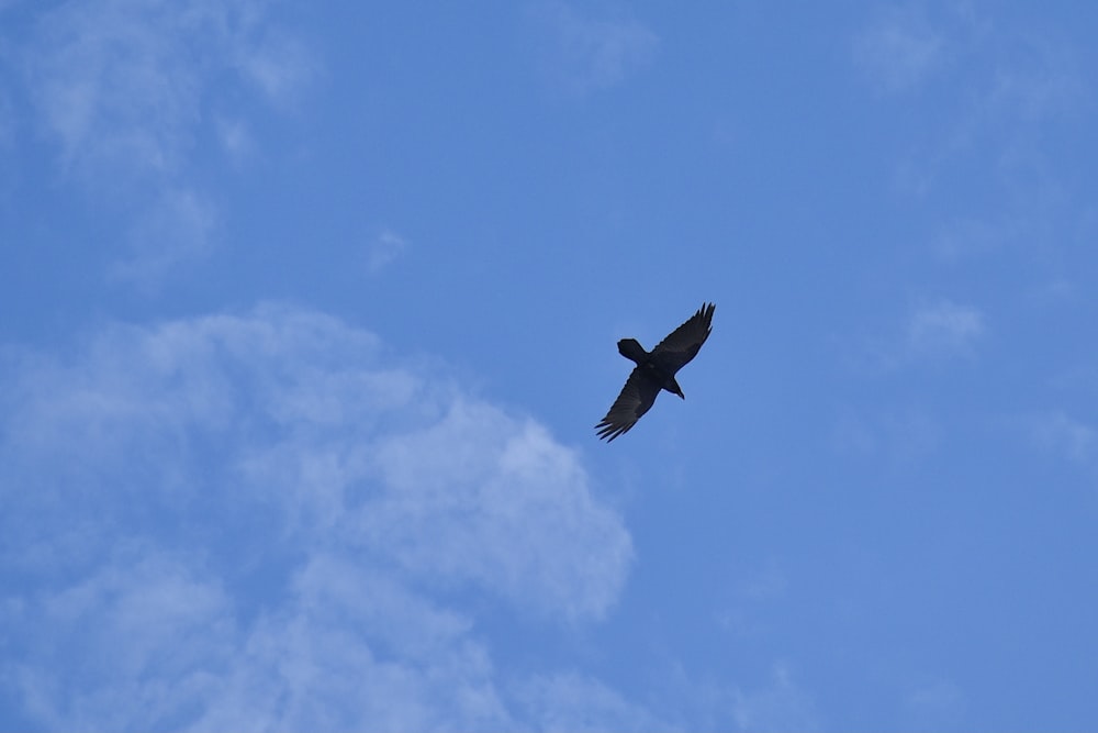 black bird flying under blue sky during daytime