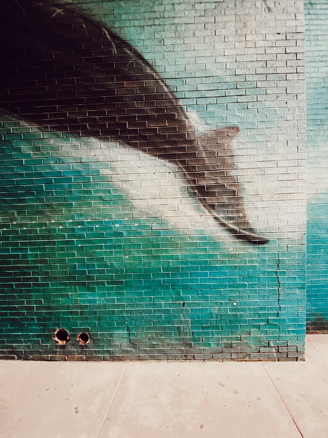 black and white dolphin on water