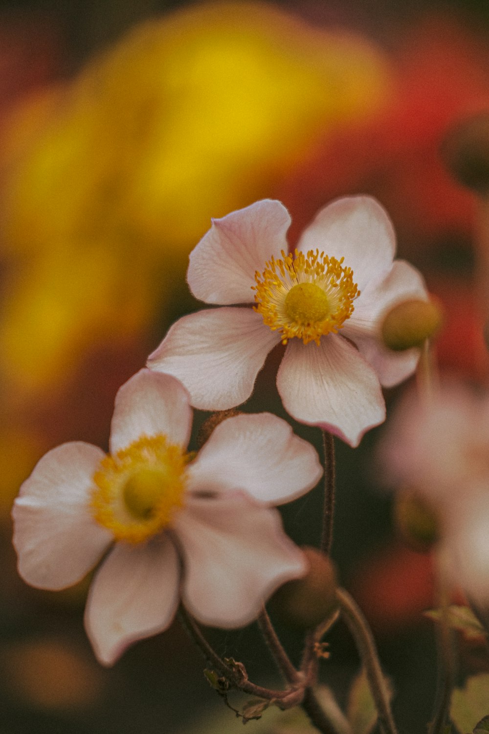 white and yellow flower in tilt shift lens