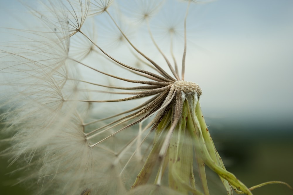 white dandelion in close up photography