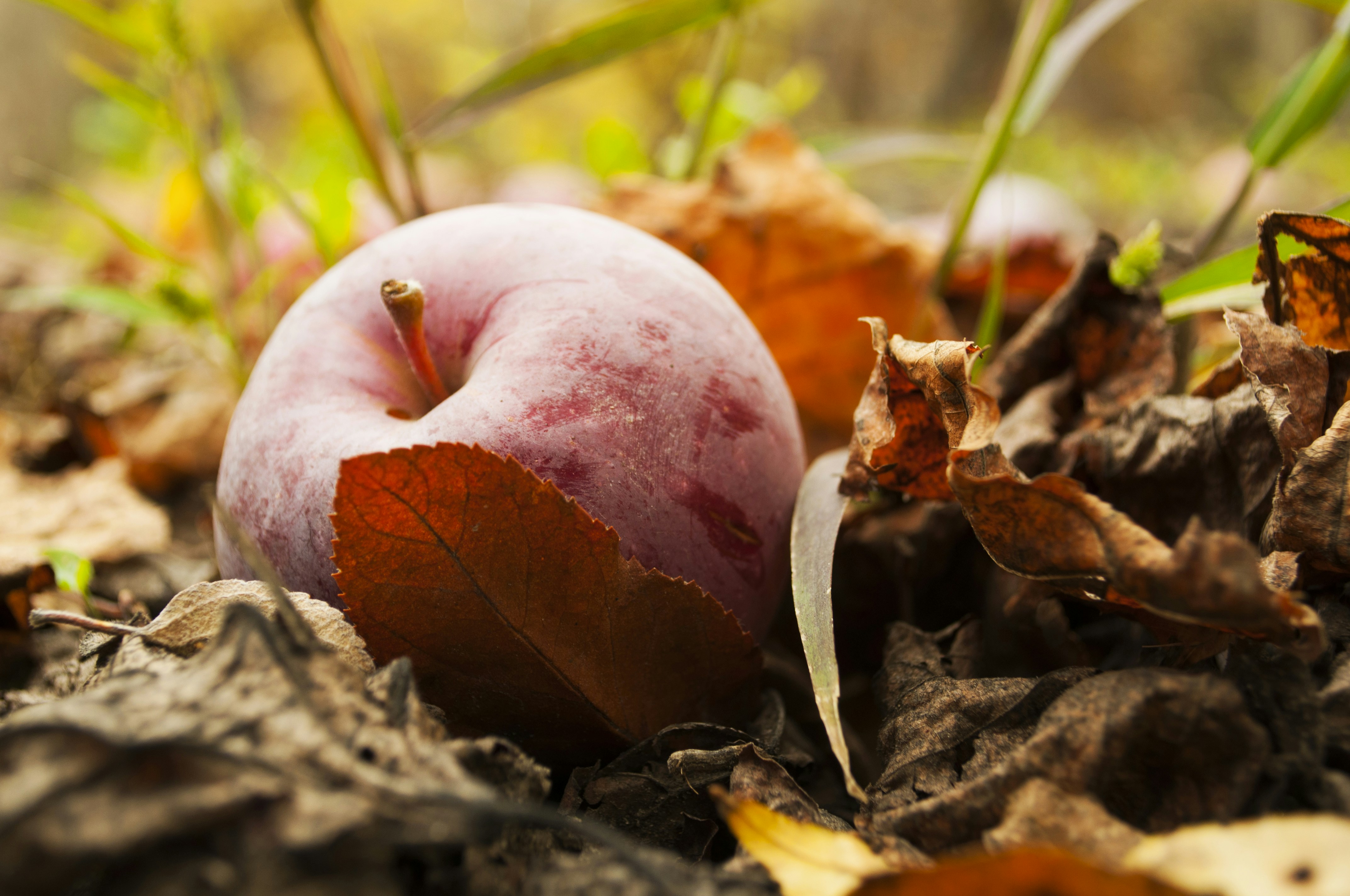 pink round fruit on ground
