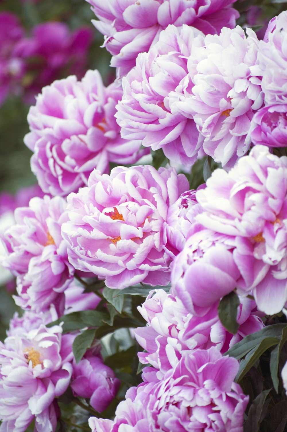 pink flowers in tilt shift lens