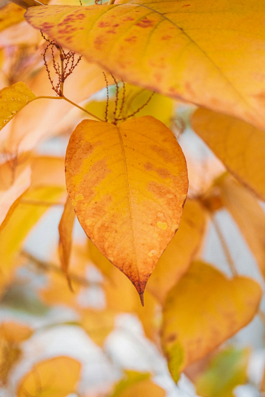 orange leaves in macro shot