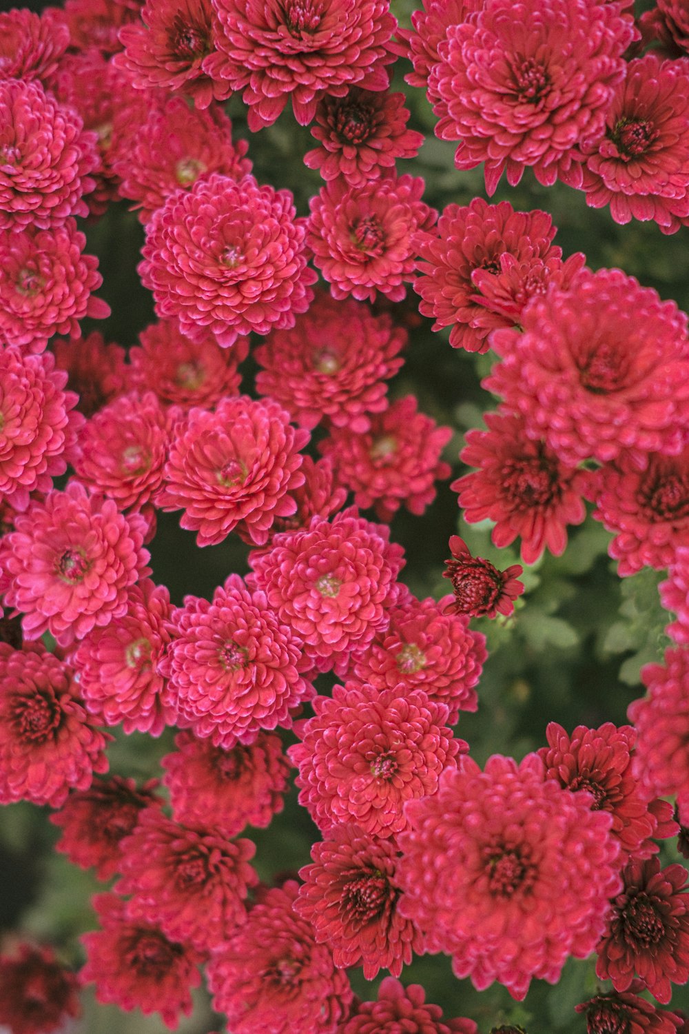 red flowers in tilt shift lens