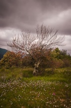 leafless tree on green grass field under gray cloudy sky