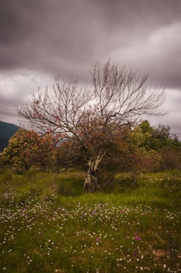 leafless tree on green grass field under gray cloudy sky
