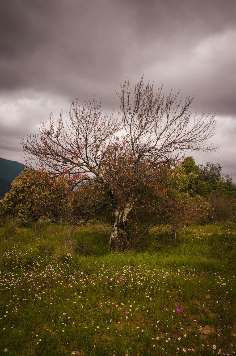 leafless tree on green grass field under gray cloudy sky