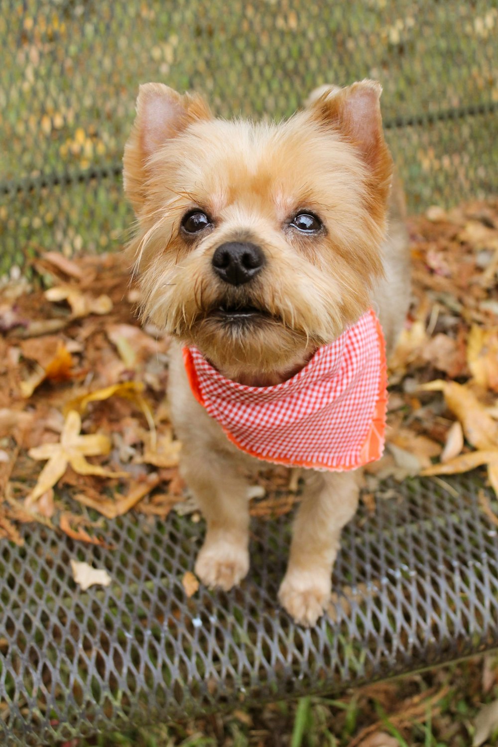 brown long coated small dog with red and white scarf