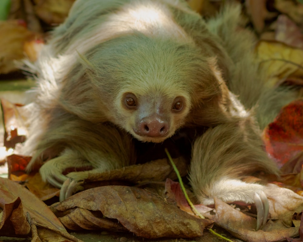 white and gray monkey on brown tree branch