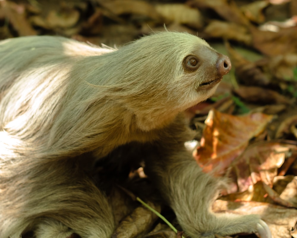 brown monkey on green leaves