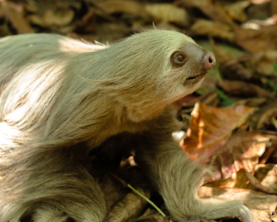 brown monkey on green leaves in Panama City Panama