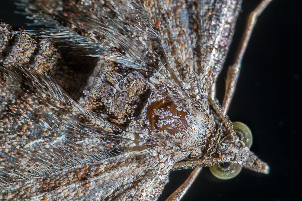 brown and white butterfly in close up photography