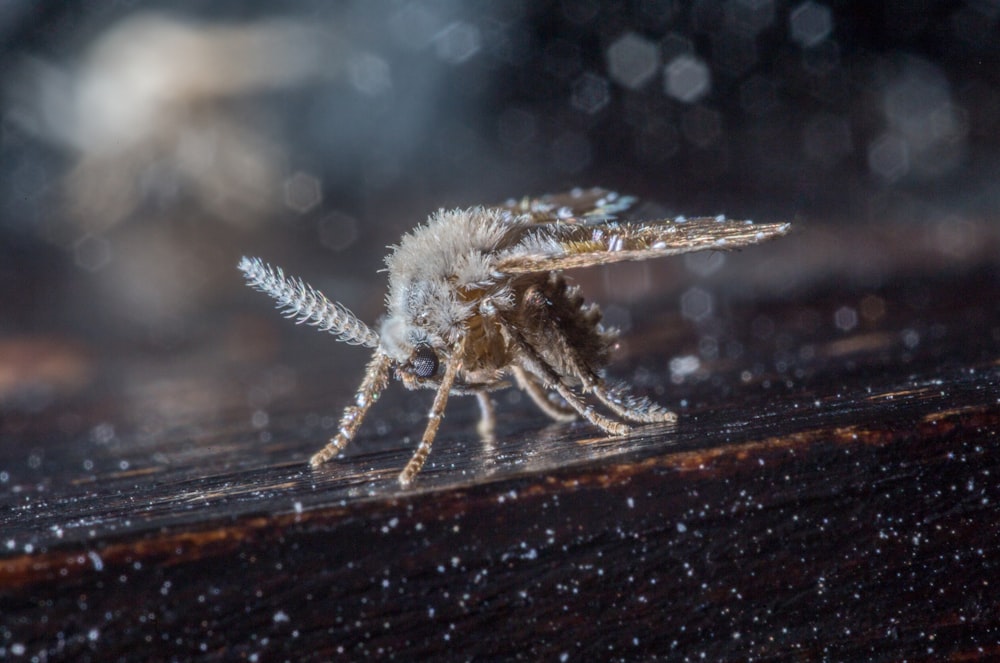 brown and black spider on brown wooden surface