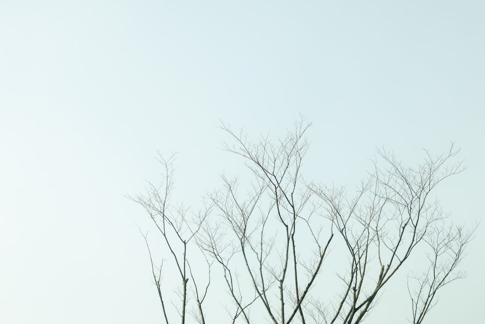 leafless tree under white sky