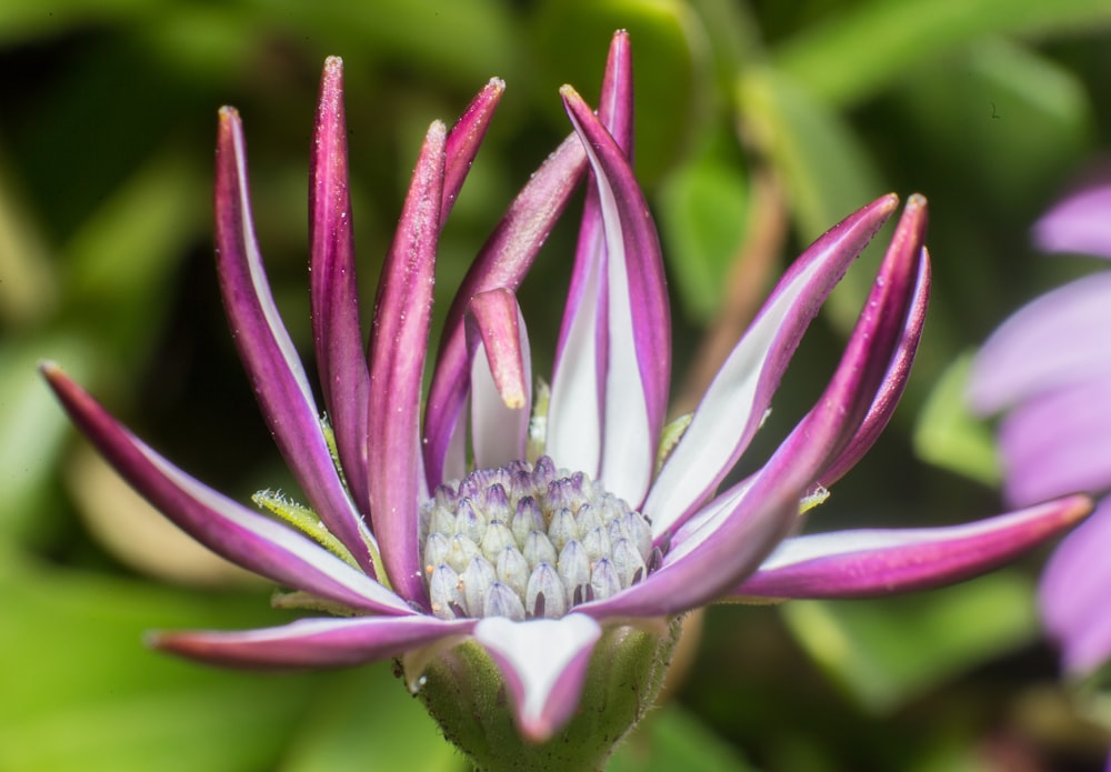 pink and white flower in macro lens photography