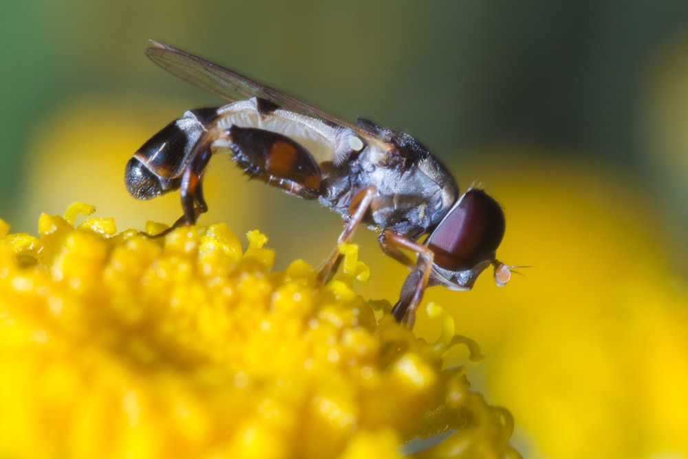 brown and black fly on yellow flower