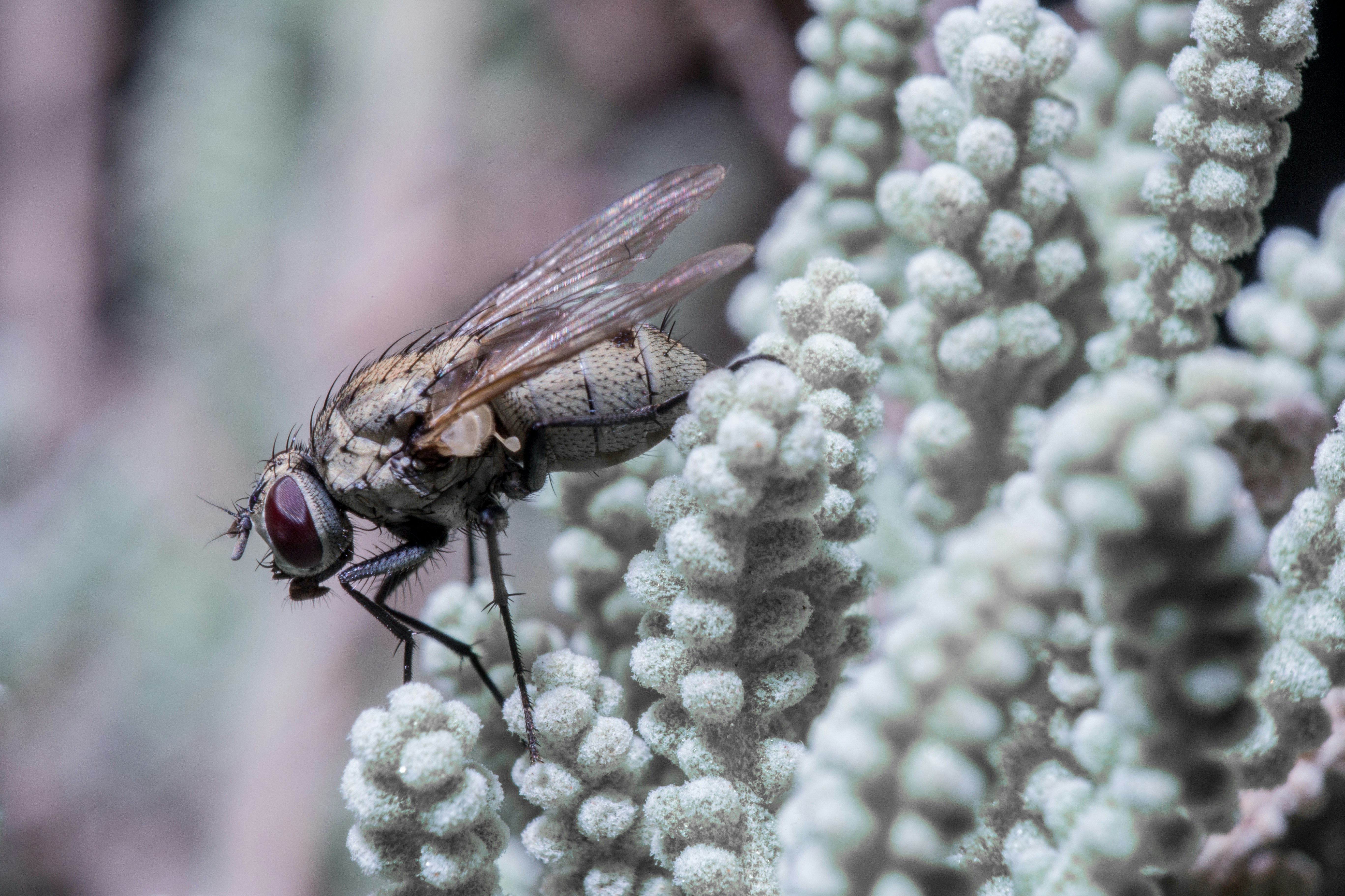 black fly on white textile
