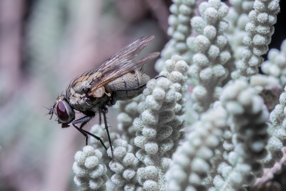 black fly on white textile