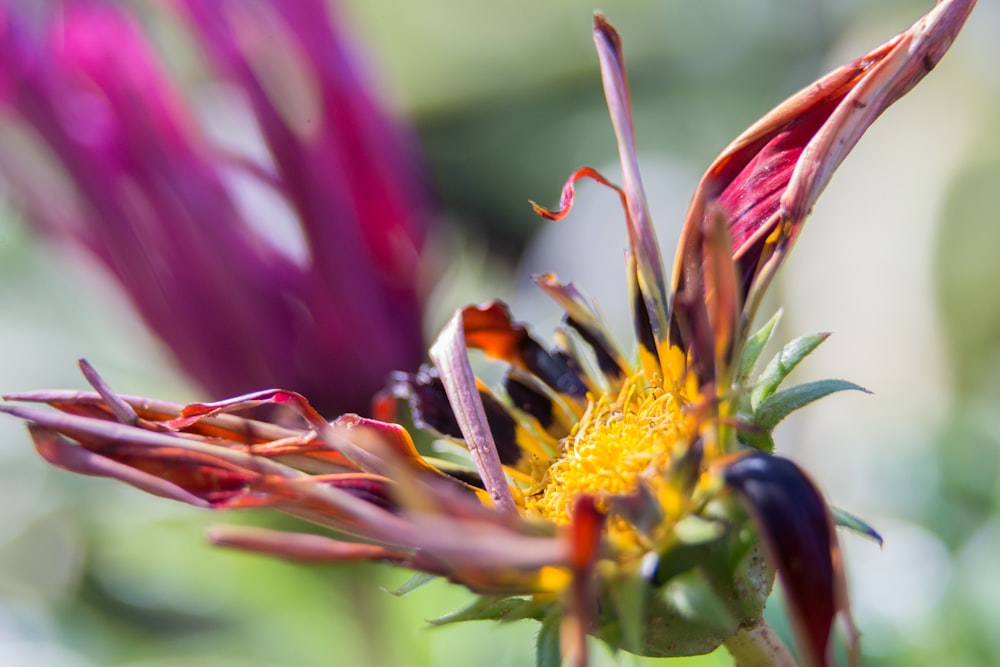 yellow and pink flower in tilt shift lens