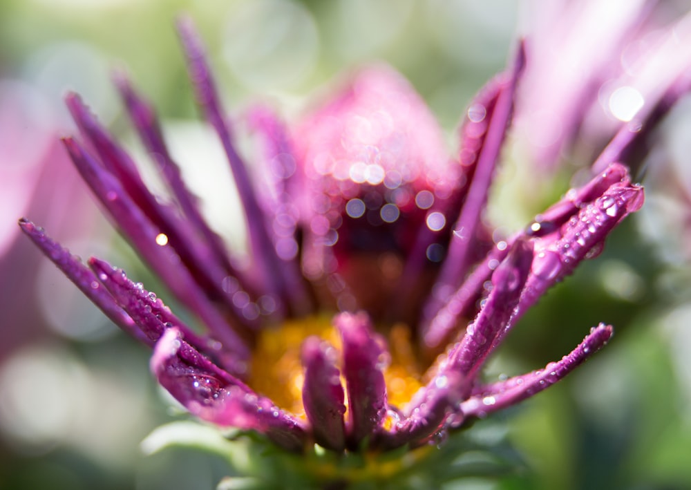 purple and yellow flower in macro lens