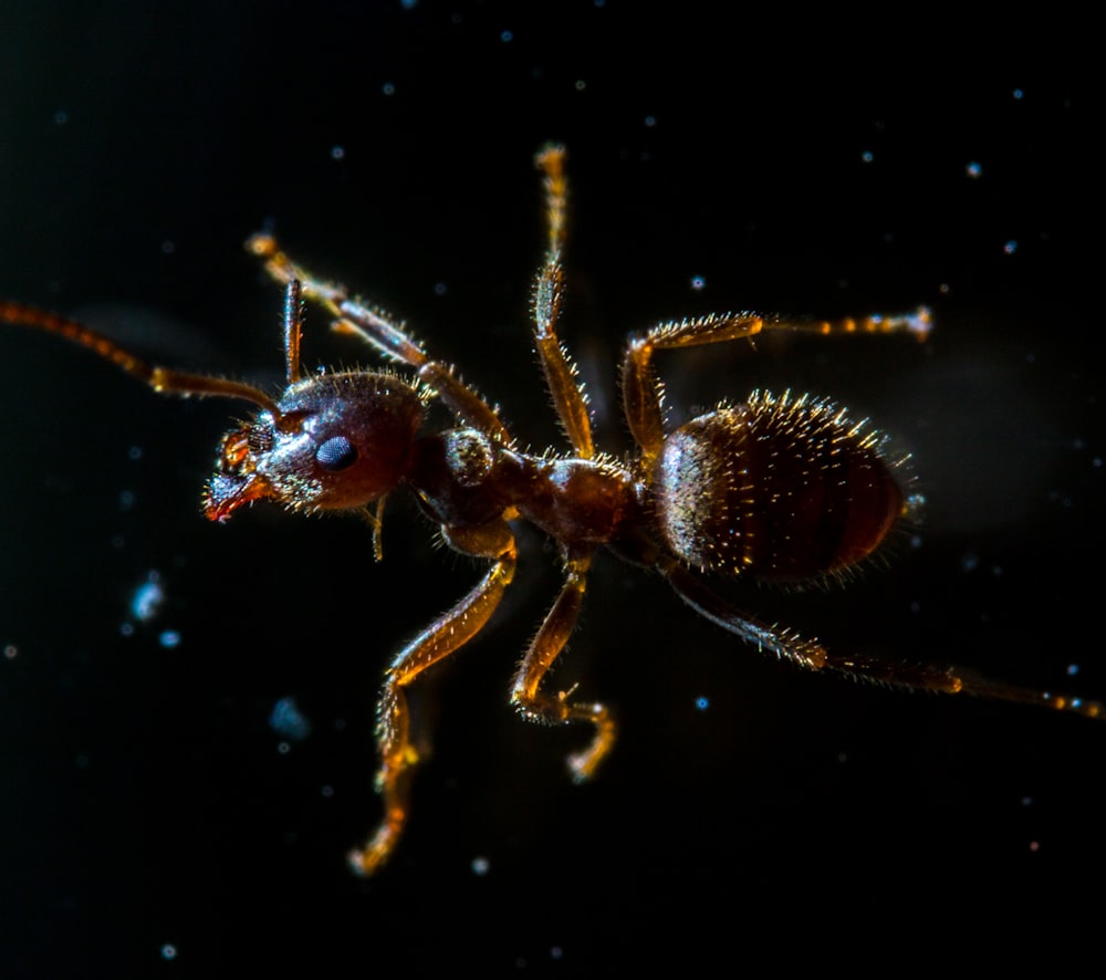 red ant in black background