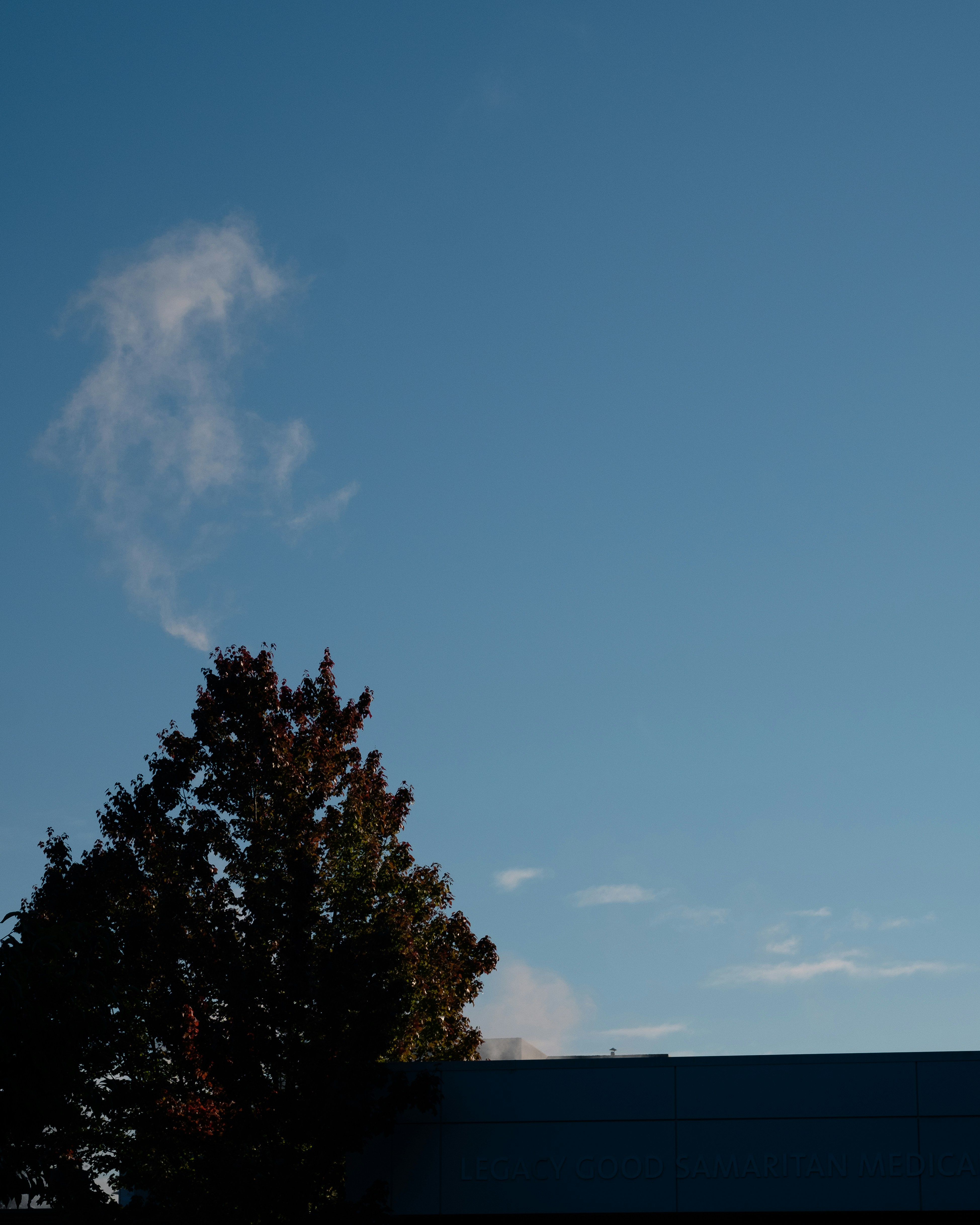 green tree under blue sky during daytime