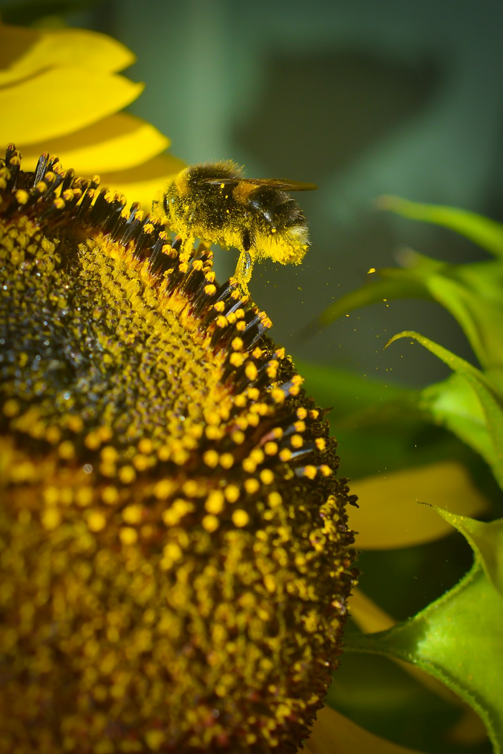 yellow and black bee on yellow flower