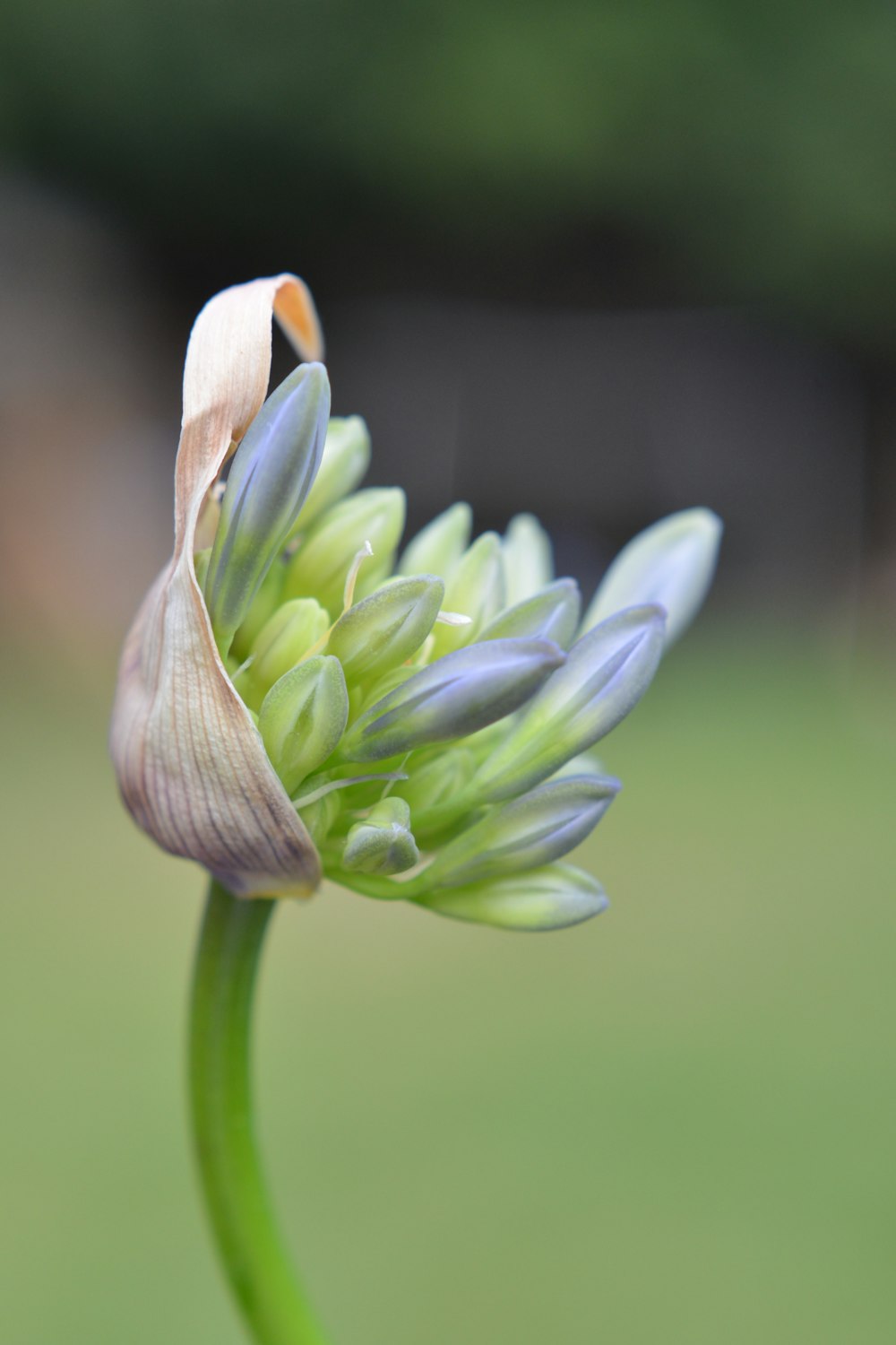 flor púrpura en lente de cambio de inclinación